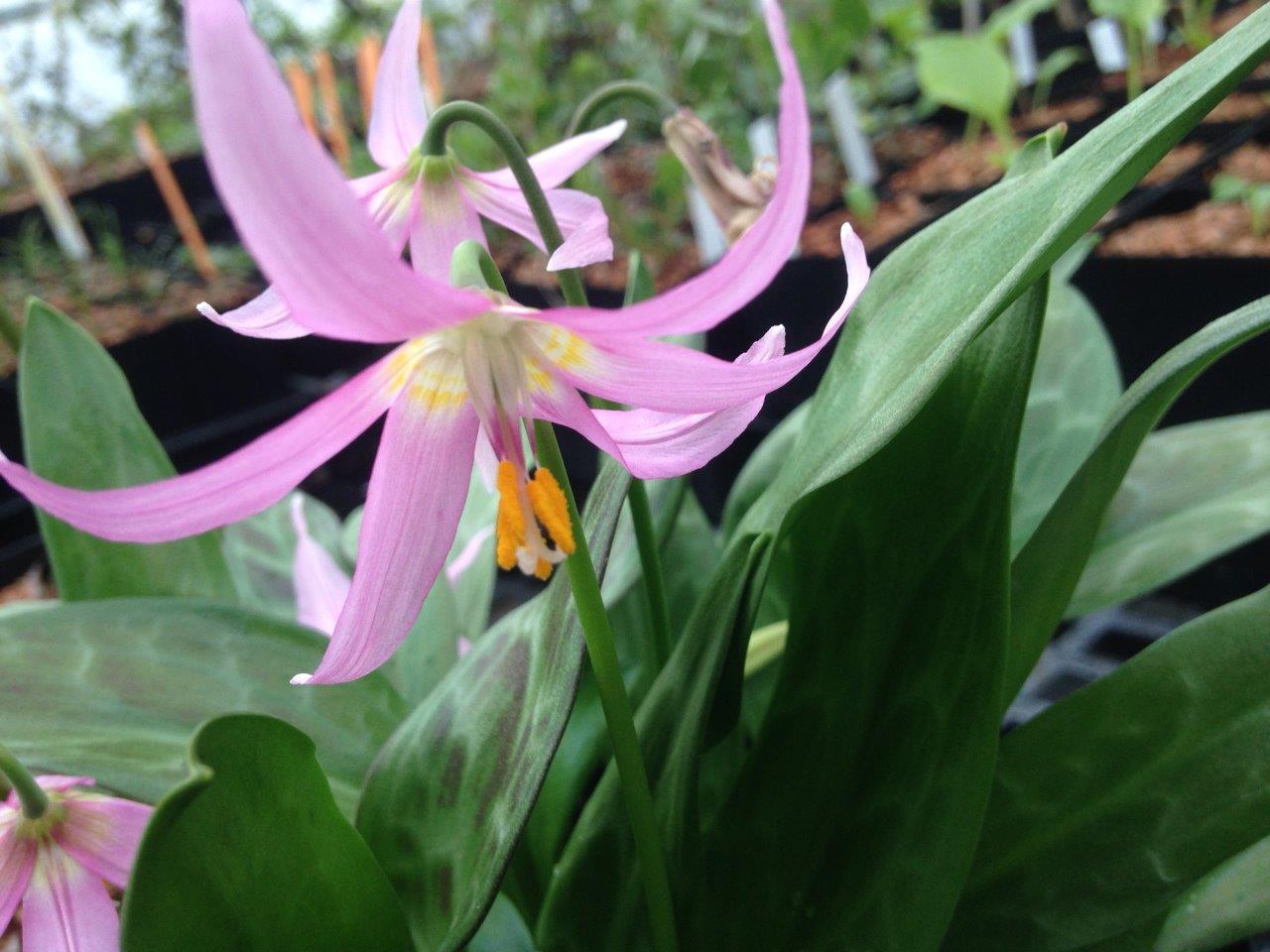 Erythronium revolutum NNS07-241