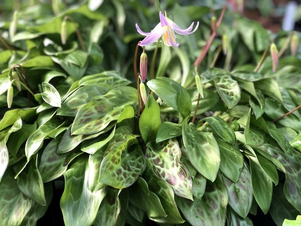 Dappled leaves and a pinkish flower of Erythronium revolutum x californicum
