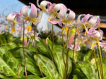 Erythronium revolutum x californicum