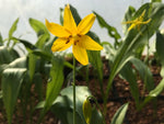 Closeup of a single yellow flower of Erythronium tuolumnense