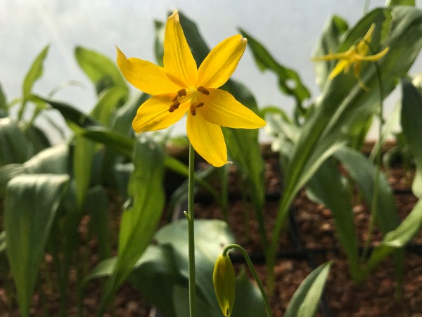 Closeup of a single yellow flower of Erythronium tuolumnense