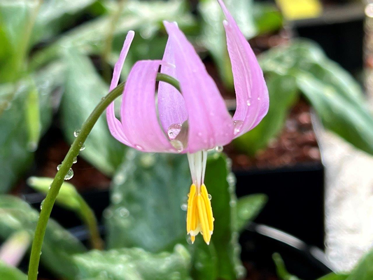 Erythronium revolutum NNS07-241