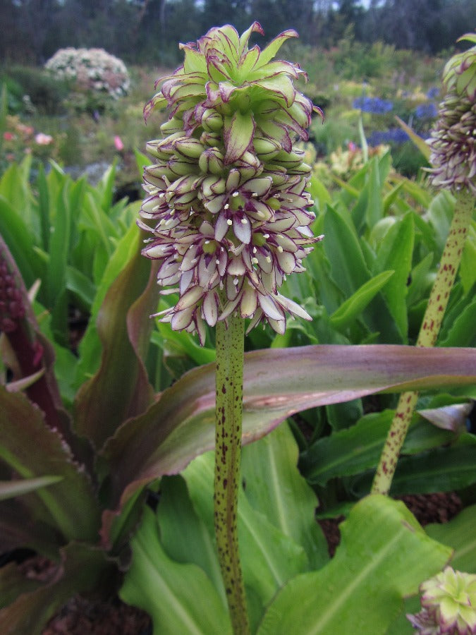 Eucomis bicolor