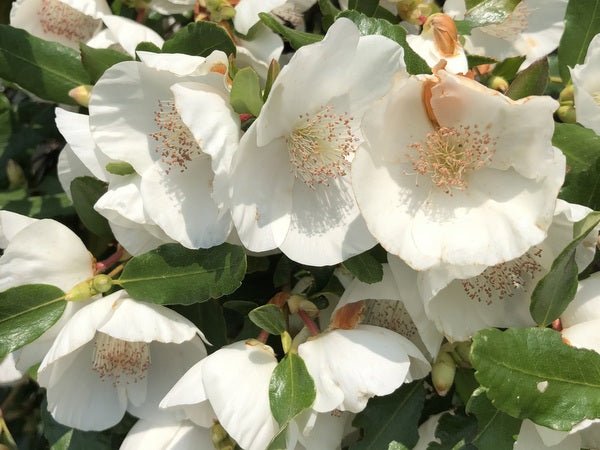 Eucryphia x intermedia 'Rostrevor'