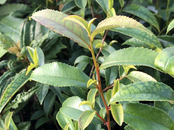 Eurya cf. leptophylla MWT 14-704