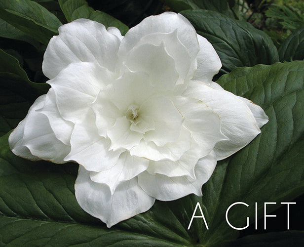 The large white flower of Trillium 'Flore Pleno'