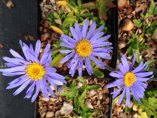 Felicia rosulata