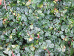 Ficus pumila (syn. erecta)