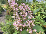 Francoa appendiculata HCM 98045 ex Chile