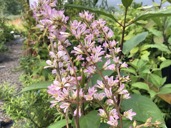 Francoa appendiculata HCM 98045 ex Chile