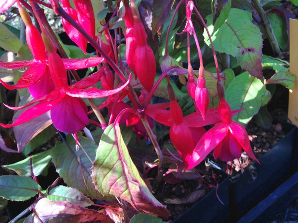 Fuchsia 'Aztec'