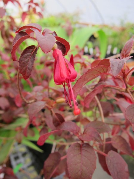 Fuchsia procumbens hybrid