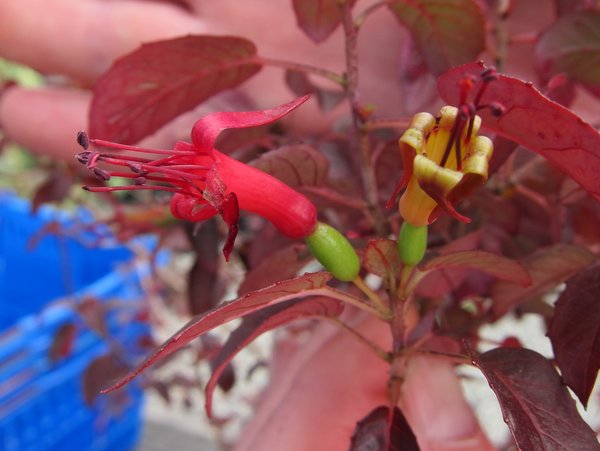 Fuchsia procumbens hybrid