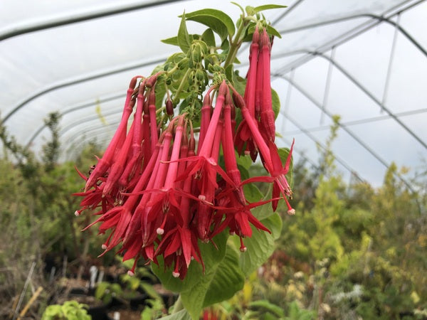 Fuchsia boliviana NAB 043