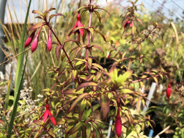 Fuchsia campos-portoi - UCBG clone