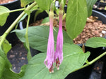 Fuchsia juntasensis