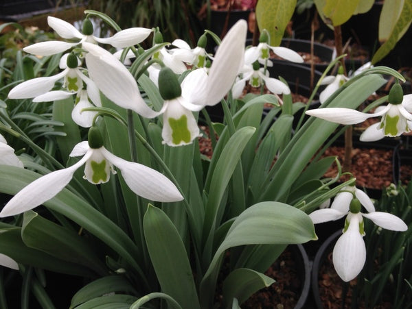 Galanthus 'Hallelujah'