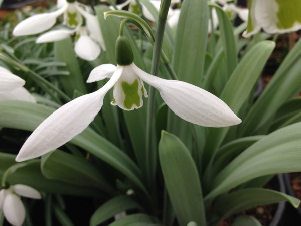 Galanthus 'Hallelujah'