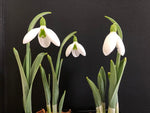 Galanthus elwesii hybrid