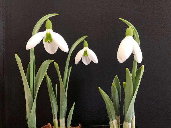 Galanthus elwesii hybrid