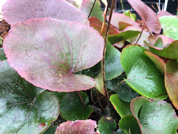 Galax urceolata - 'Watnong Form'