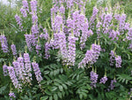 Galega x hartlandii 'Lady Wilson'
