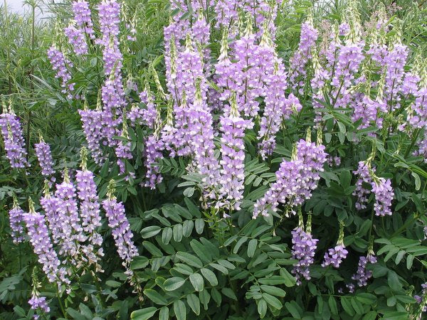 Galega x hartlandii 'Lady Wilson'