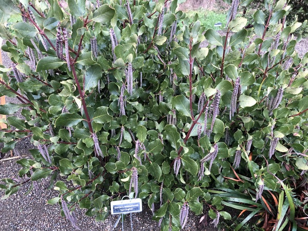 Garrya x issaquahensis 'Carl English'