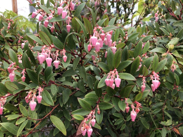 Pink bell flowers and thick evergreen leaves of Gaultheria schultesii
