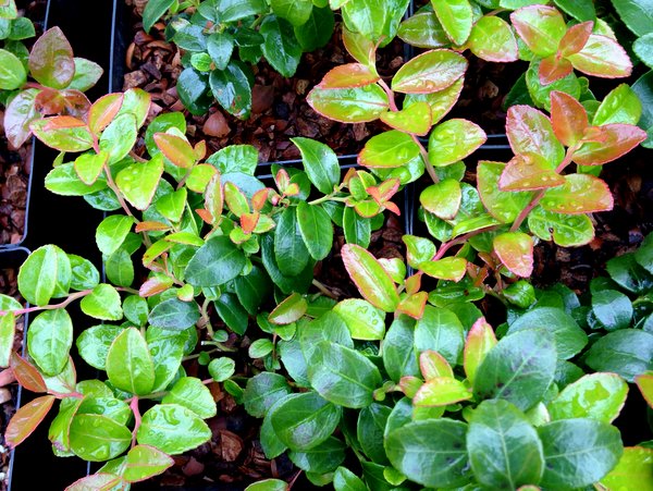 Gaylussacia brachycera