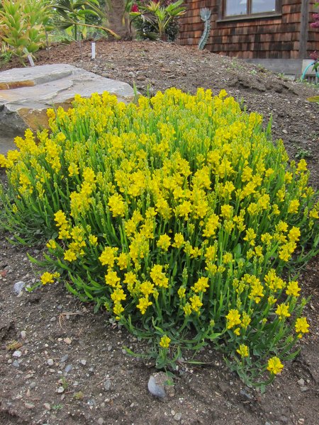 Genista sagittalis