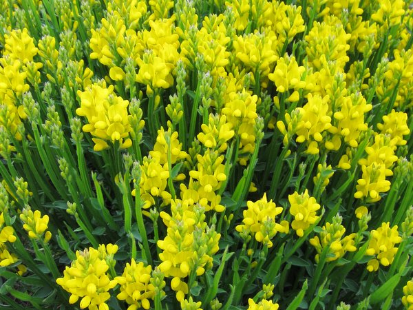 Genista sagittalis