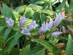 Gentiana asclepiadea 'Rosea'