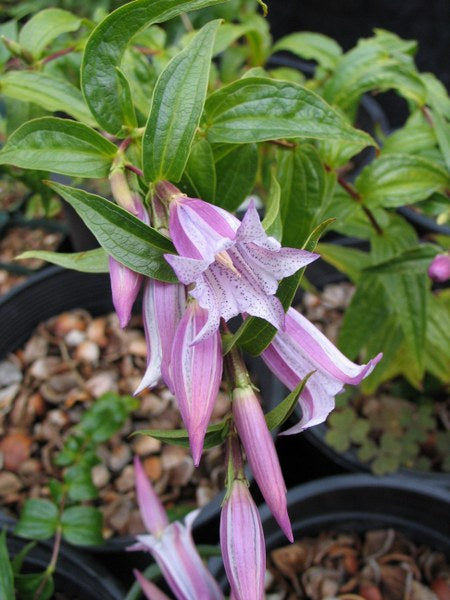 Gentiana asclepiadea 'Rosea'