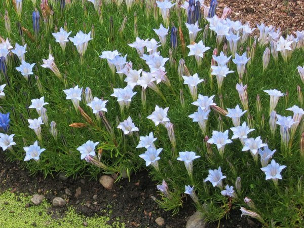 Gentiana 'Strathmore'