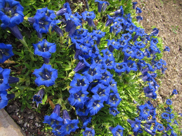 Gentiana acaulis
