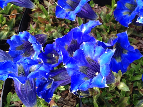 Gentiana acaulis 'Krebs'