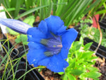 Gentiana acaulis 'Rannoch'