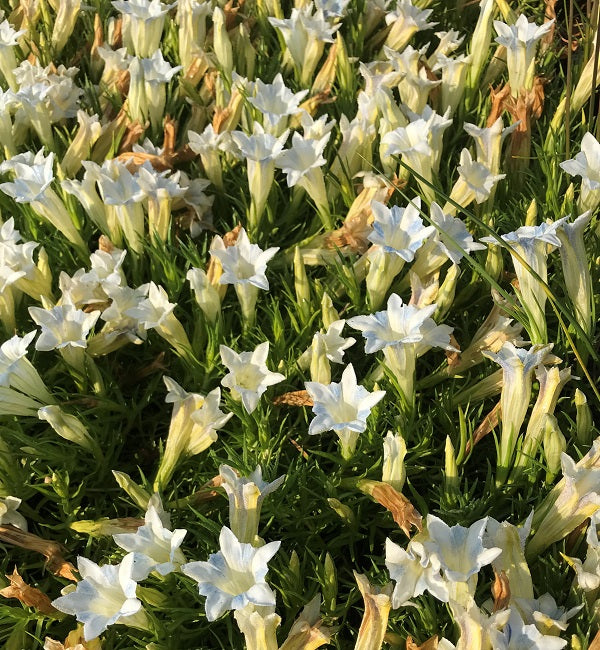 Gentiana 'Bellatrix'