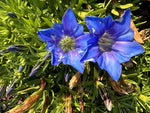 Two blue trumpet flowers of Gentiana 'David Sturrock's Dark Seedling'