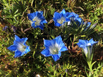 Gentiana 'Devonhall'