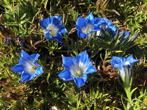 Gentiana 'Devonhall'