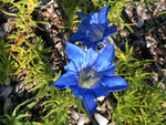 Gentiana 'Eugen's Bester'