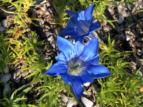 Gentiana 'Eugen's Bester'