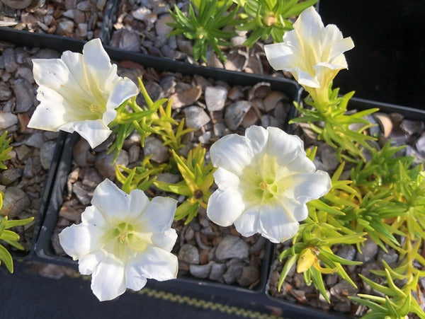 Gentiana 'Oban'