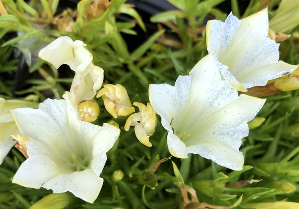 Gentiana 'Striped Hybrid'