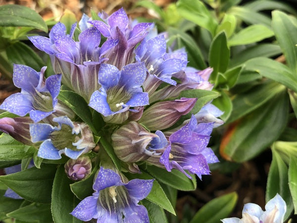 Gentiana sp. YuGu 391