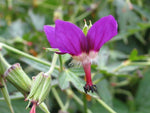 Geranium delavayi