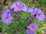 Geranium malviflorum