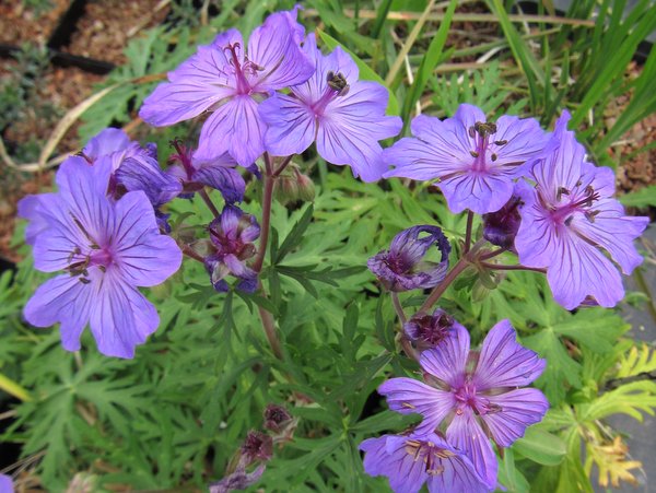 Geranium malviflorum